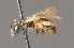  ( - BC ZSM HYM 01001)  @11 [ ] CreativeCommons - Attribution Non-Commercial Share-Alike (2010) Unspecified SNSB, Zoologische Staatssammlung Muenchen