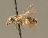  ( - BC ZSM HYM 01007)  @11 [ ] CreativeCommons - Attribution Non-Commercial Share-Alike (2010) Unspecified SNSB, Zoologische Staatssammlung Muenchen
