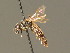  ( - BC ZSM HYM 01014)  @12 [ ] CreativeCommons - Attribution Non-Commercial Share-Alike (2010) Unspecified SNSB, Zoologische Staatssammlung Muenchen