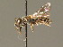  ( - BC ZSM HYM 01027)  @12 [ ] CreativeCommons - Attribution Non-Commercial Share-Alike (2010) Unspecified SNSB, Zoologische Staatssammlung Muenchen