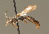  ( - BC ZSM HYM 01036)  @14 [ ] CreativeCommons - Attribution Non-Commercial Share-Alike (2010) Unspecified SNSB, Zoologische Staatssammlung Muenchen