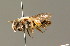  ( - BC ZSM HYM 01241)  @11 [ ] CreativeCommons - Attribution Non-Commercial Share-Alike (2010) Unspecified SNSB, Zoologische Staatssammlung Muenchen