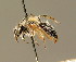  ( - BC ZSM HYM 01243)  @11 [ ] CreativeCommons - Attribution Non-Commercial Share-Alike (2010) Unspecified SNSB, Zoologische Staatssammlung Muenchen