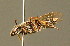  ( - BC ZSM HYM 01377)  @11 [ ] CreativeCommons - Attribution Non-Commercial Share-Alike (2010) Unspecified SNSB, Zoologische Staatssammlung Muenchen