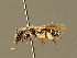  ( - BC ZSM HYM 01379)  @11 [ ] CreativeCommons - Attribution Non-Commercial Share-Alike (2010) Unspecified SNSB, Zoologische Staatssammlung Muenchen