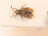  (Lasiacantha hermani - BFB_Heteroptera_Schmolke_066)  @13 [ ] CreativeCommons - Attribution Non-Commercial Share-Alike (2012) Zoologische Staatssammlung Muenchen SNSB, Zoologische Staatssammlung Muenchen