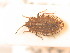  (Tingis reticulata - BFB_Heteroptera_Schmolke_084)  @13 [ ] CreativeCommons - Attribution Non-Commercial Share-Alike (2012) Zoologische Staatssammlung Muenchen SNSB, Zoologische Staatssammlung Muenchen