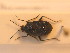  (Deraeocoris morio - BFB_Heteroptera_Schmolke_117)  @13 [ ] CreativeCommons - Attribution Non-Commercial Share-Alike (2012) Zoologische Staatssammlung Muenchen SNSB, Zoologische Staatssammlung Muenchen