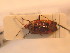  ( - BFB_Heteroptera_Schmolke_118)  @13 [ ] CreativeCommons - Attribution Non-Commercial Share-Alike (2012) Zoologische Staatssammlung Muenchen SNSB, Zoologische Staatssammlung Muenchen