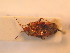  ( - BFB_Heteroptera_Schmolke_119)  @13 [ ] CreativeCommons - Attribution Non-Commercial Share-Alike (2012) Zoologische Staatssammlung Muenchen SNSB, Zoologische Staatssammlung Muenchen