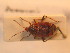  ( - BFB_Heteroptera_Schmolke_120)  @11 [ ] CreativeCommons - Attribution Non-Commercial Share-Alike (2012) Zoologische Staatssammlung Muenchen SNSB, Zoologische Staatssammlung Muenchen