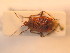  ( - BFB_Heteroptera_Schmolke_121)  @11 [ ] CreativeCommons - Attribution Non-Commercial Share-Alike (2012) Zoologische Staatssammlung Muenchen SNSB, Zoologische Staatssammlung Muenchen