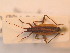  ( - BFB_Heteroptera_Schmolke_152)  @14 [ ] CreativeCommons - Attribution Non-Commercial Share-Alike (2012) Zoologische Staatssammlung Muenchen SNSB, Zoologische Staatssammlung Muenchen