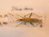  ( - BFB_Heteroptera_Schmolke_155)  @13 [ ] CreativeCommons - Attribution Non-Commercial Share-Alike (2012) Zoologische Staatssammlung Muenchen SNSB, Zoologische Staatssammlung Muenchen