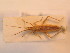  ( - BFB_Heteroptera_Schmolke_156)  @13 [ ] CreativeCommons - Attribution Non-Commercial Share-Alike (2012) Zoologische Staatssammlung Muenchen SNSB, Zoologische Staatssammlung Muenchen