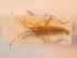  ( - BFB_Heteroptera_Schmolke_157)  @13 [ ] CreativeCommons - Attribution Non-Commercial Share-Alike (2012) Zoologische Staatssammlung Muenchen SNSB, Zoologische Staatssammlung Muenchen