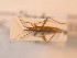  ( - BFB_Heteroptera_Schmolke_158)  @13 [ ] CreativeCommons - Attribution Non-Commercial Share-Alike (2012) Zoologische Staatssammlung Muenchen SNSB, Zoologische Staatssammlung Muenchen