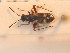  ( - BFB_Heteroptera_Schmolke_0198)  @12 [ ] CreativeCommons - Attribution Non-Commercial Share-Alike (2012) Zoologische Staatssammlung Muenchen SNSB, Zoologische Staatssammlung Muenchen