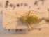  ( - BFB_Heteroptera_Schmolke_0242)  @12 [ ] CreativeCommons - Attribution Non-Commercial Share-Alike (2012) Zoologische Staatssammlung Muenchen SNSB, Zoologische Staatssammlung Muenchen