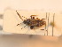  ( - BFB_Heteroptera_Schmolke_0276)  @13 [ ] CreativeCommons - Attribution Non-Commercial Share-Alike (2012) Zoologische Staatssammlung Muenchen SNSB, Zoologische Staatssammlung Muenchen