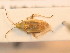  ( - BFB_Heteroptera_Schmolke_0285)  @11 [ ] CreativeCommons - Attribution Non-Commercial Share-Alike (2012) Zoologische Staatssammlung Muenchen SNSB, Zoologische Staatssammlung Muenchen