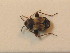  ( - BFB_Heteroptera_Schmolke_0296)  @11 [ ] CreativeCommons - Attribution Non-Commercial Share-Alike (2012) Zoologische Staatssammlung Muenchen SNSB, Zoologische Staatssammlung Muenchen