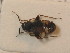  ( - BFB_Heteroptera_Schmolke_0297)  @11 [ ] CreativeCommons - Attribution Non-Commercial Share-Alike (2012) Zoologische Staatssammlung Muenchen SNSB, Zoologische Staatssammlung Muenchen