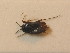  ( - BFB_Heteroptera_Schmolke_0303)  @11 [ ] CreativeCommons - Attribution Non-Commercial Share-Alike (2012) Zoologische Staatssammlung Muenchen SNSB, Zoologische Staatssammlung Muenchen