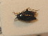  ( - BFB_Heteroptera_Schmolke_0304)  @11 [ ] CreativeCommons - Attribution Non-Commercial Share-Alike (2012) Zoologische Staatssammlung Muenchen SNSB, Zoologische Staatssammlung Muenchen