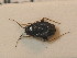  ( - BFB_Heteroptera_Schmolke_0305)  @12 [ ] CreativeCommons - Attribution Non-Commercial Share-Alike (2012) Zoologische Staatssammlung Muenchen SNSB, Zoologische Staatssammlung Muenchen