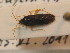  ( - BFB_Heteroptera_Schmolke_0325)  @13 [ ] CreativeCommons - Attribution Non-Commercial Share-Alike (2012) Zoologische Staatssammlung Muenchen SNSB, Zoologische Staatssammlung Muenchen