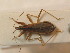  ( - BFB_Heteroptera_Schmolke_0333)  @12 [ ] CreativeCommons - Attribution Non-Commercial Share-Alike (2012) Zoologische Staatssammlung Muenchen SNSB, Zoologische Staatssammlung Muenchen