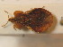  ( - BFB_Heteroptera_Schmolke_0336)  @14 [ ] CreativeCommons - Attribution Non-Commercial Share-Alike (2012) Zoologische Staatssammlung Muenchen SNSB, Zoologische Staatssammlung Muenchen