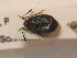  ( - BFB_Heteroptera_Schmolke_0375)  @11 [ ] CreativeCommons - Attribution Non-Commercial Share-Alike (2012) Zoologische Staatssammlung Muenchen SNSB, Zoologische Staatssammlung Muenchen