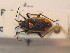  (Capsodes - BFB_Heteroptera_Schmolke_0381)  @14 [ ] CreativeCommons - Attribution Non-Commercial Share-Alike (2012) Zoologische Staatssammlung Muenchen SNSB, Zoologische Staatssammlung Muenchen