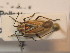  (Horistus - BFB_Heteroptera_Schmolke_0382)  @14 [ ] CreativeCommons - Attribution Non-Commercial Share-Alike (2012) Zoologische Staatssammlung Muenchen SNSB, Zoologische Staatssammlung Muenchen