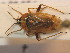  ( - BFB_Heteroptera_Schmolke_0390)  @13 [ ] CreativeCommons - Attribution Non-Commercial Share-Alike (2012) Zoologische Staatssammlung Muenchen SNSB, Zoologische Staatssammlung Muenchen