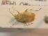  ( - BFB_Heteroptera_Schmolke_0410)  @12 [ ] CreativeCommons - Attribution Non-Commercial Share-Alike (2012) Zoologische Staatssammlung Muenchen SNSB, Zoologische Staatssammlung Muenchen