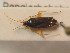 ( - BFB_Heteroptera_Schmolke_0434)  @13 [ ] CreativeCommons - Attribution Non-Commercial Share-Alike (2012) Zoologische Staatssammlung Muenchen SNSB, Zoologische Staatssammlung Muenchen