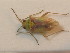  ( - BFB_Heteroptera_Schmolke_0471)  @11 [ ] CreativeCommons - Attribution Non-Commercial Share-Alike (2012) Zoologische Staatssammlung Muenchen SNSB, Zoologische Staatssammlung Muenchen