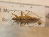  ( - BFB_Heteroptera_Schmolke_0498)  @14 [ ] CreativeCommons - Attribution Non-Commercial Share-Alike (2012) Zoologische Staatssammlung Muenchen SNSB, Zoologische Staatssammlung Muenchen