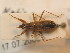  ( - BFB_Heteroptera_Schmolke_0504)  @11 [ ] CreativeCommons - Attribution Non-Commercial Share-Alike (2012) Zoologische Staatssammlung Muenchen SNSB, Zoologische Staatssammlung Muenchen