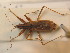  ( - BFB_Heteroptera_Schmolke_0505)  @13 [ ] CreativeCommons - Attribution Non-Commercial Share-Alike (2012) Zoologische Staatssammlung Muenchen SNSB, Zoologische Staatssammlung Muenchen