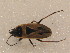  (Xanthochilus quadratus - BFB_Heteroptera_Schmolke_0518)  @14 [ ] CreativeCommons - Attribution Non-Commercial Share-Alike (2012) Zoologische Staatssammlung Muenchen SNSB, Zoologische Staatssammlung Muenchen