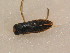  ( - BFB_Heteroptera_Schmolke_0547)  @12 [ ] CreativeCommons - Attribution Non-Commercial Share-Alike (2012) Zoologische Staatssammlung Muenchen SNSB, Zoologische Staatssammlung Muenchen