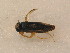  ( - BFB_Heteroptera_Schmolke_0549)  @13 [ ] CreativeCommons - Attribution Non-Commercial Share-Alike (2012) Zoologische Staatssammlung Muenchen SNSB, Zoologische Staatssammlung Muenchen