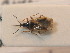  ( - BFB_Heteroptera_Schmolke_0572)  @11 [ ] CreativeCommons - Attribution Non-Commercial Share-Alike (2012) Zoologische Staatssammlung Muenchen SNSB, Zoologische Staatssammlung Muenchen
