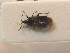  ( - BFB_Heteroptera_Schmolke_0584)  @13 [ ] CreativeCommons - Attribution Non-Commercial Share-Alike (2012) Zoologische Staatssammlung Muenchen SNSB, Zoologische Staatssammlung Muenchen