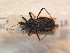  (Rhynocoris - BFB_Heteroptera_Schmolke_0618)  @15 [ ] CreativeCommons - Attribution Non-Commercial Share-Alike (2012) Zoologische Staatssammlung Muenchen SNSB, Zoologische Staatssammlung Muenchen