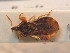  ( - BFB_Heteroptera_Schmolke_0623)  @13 [ ] CreativeCommons - Attribution Non-Commercial Share-Alike (2012) Zoologische Staatssammlung Muenchen SNSB, Zoologische Staatssammlung Muenchen
